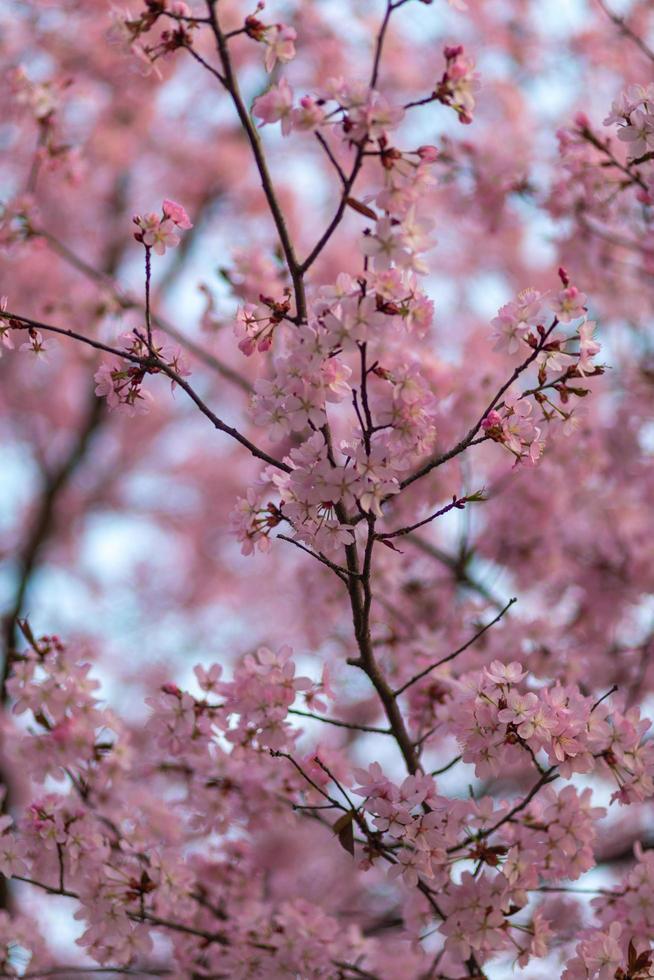 Cherry Blossom - Clourfull image of the cherry blossom flowers on the tree photo
