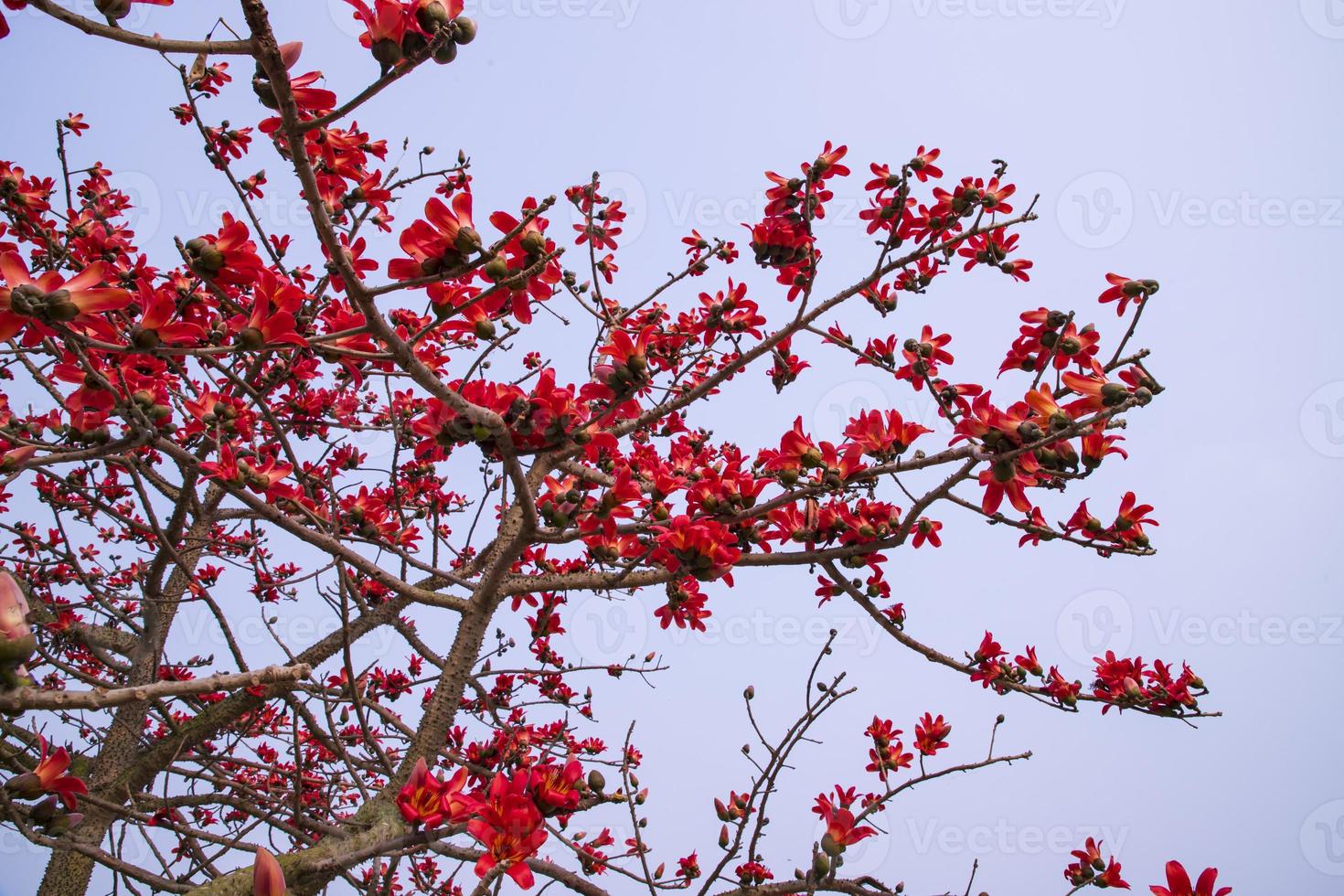Flowers of Bombax ceiba or Silk Cotton Tree in Faridpur, Bangladesh photo