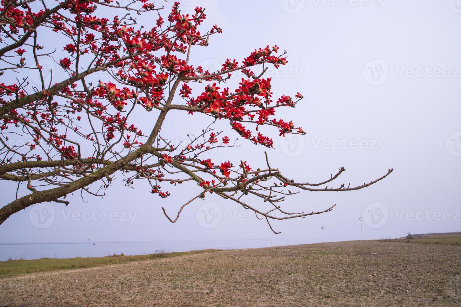 Flowers of Bombax ceiba tree on the blue sky background photo