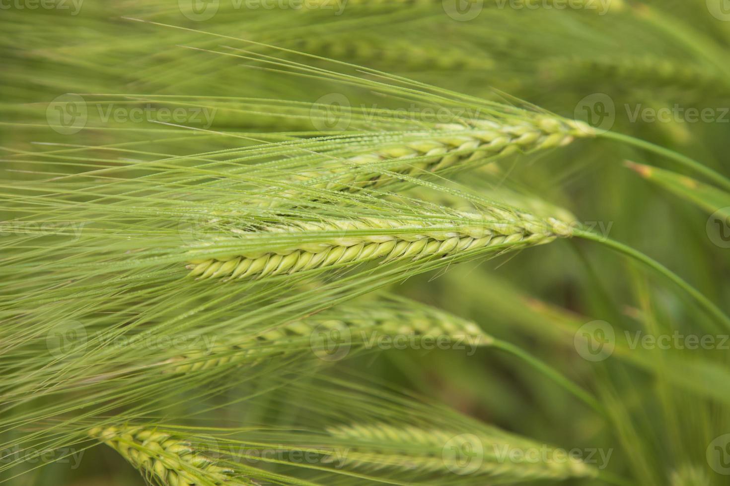 Winter Morning dew-wet Barley Spike in the harvest field. Selective Focus photo