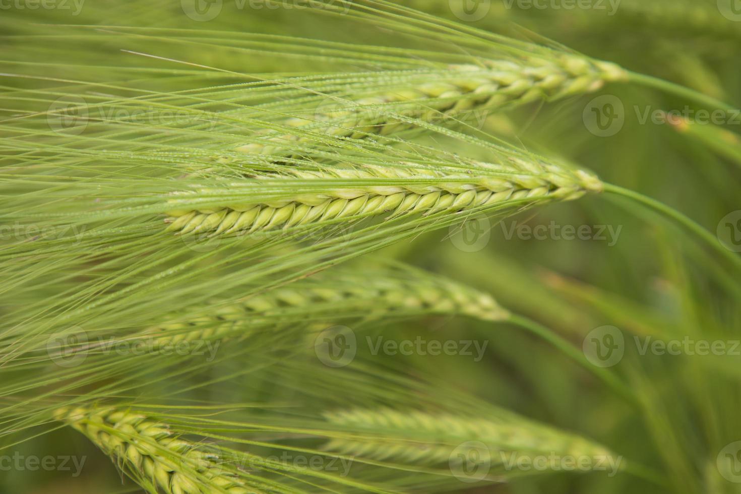 Winter Morning dew-wet Barley Spike in the harvest field. Selective Focus photo