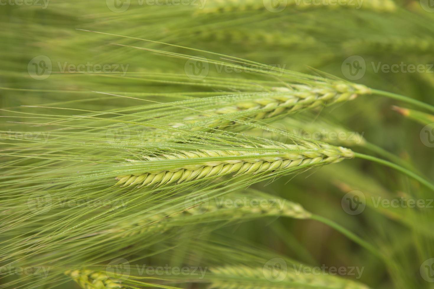 Winter Morning dew-wet Barley Spike in the harvest field. Selective Focus photo