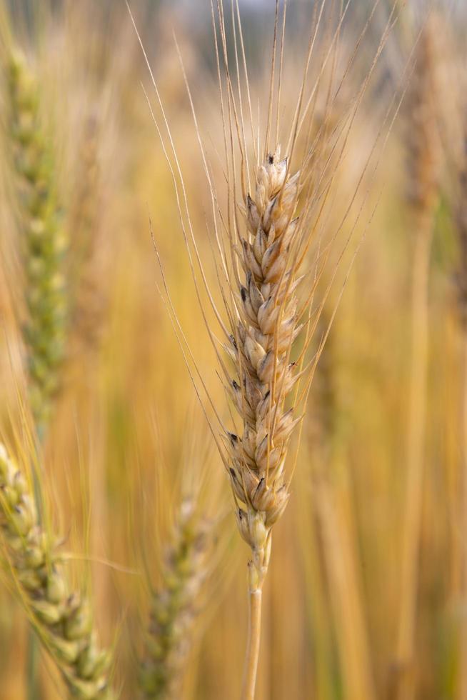 trigo espiga con un borroso antecedentes en el campo. selectivo atención foto