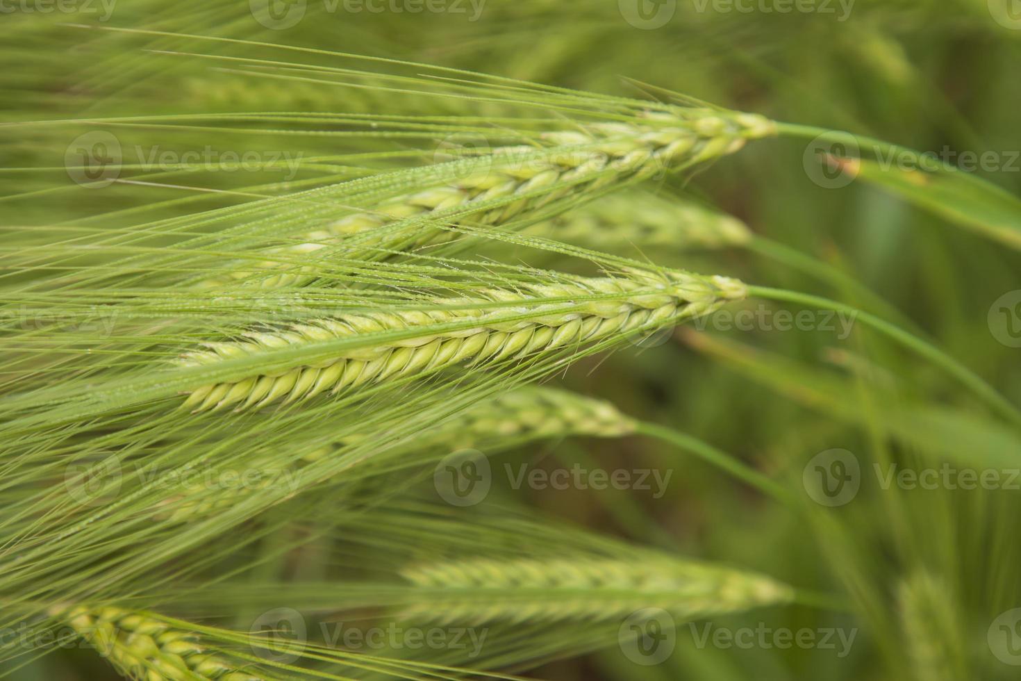 Winter Morning dew-wet Barley Spike in the harvest field. Selective Focus photo