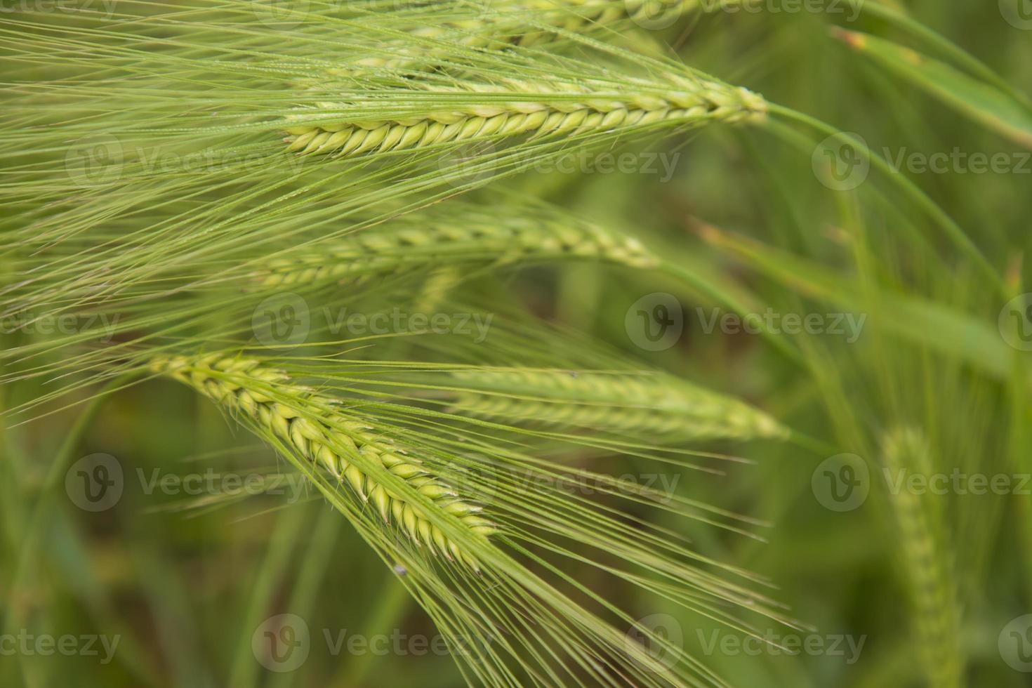 Winter Morning dew-wet Barley Spike in the harvest field. Selective Focus photo