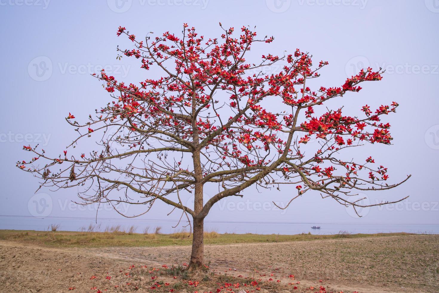 Flowers of Bombax ceiba tree on the blue sky background photo