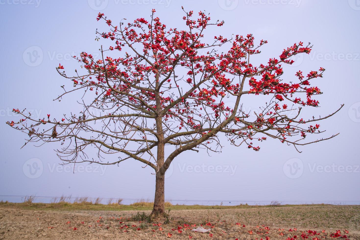 Flowers of Bombax ceiba tree on the blue sky background photo