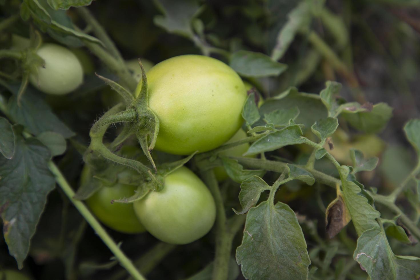 Green Raw tomato in the vegetable garden tree photo