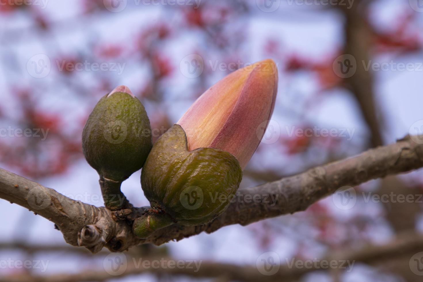Bombax  Buds of a tree with flowers on a background of blue sky photo