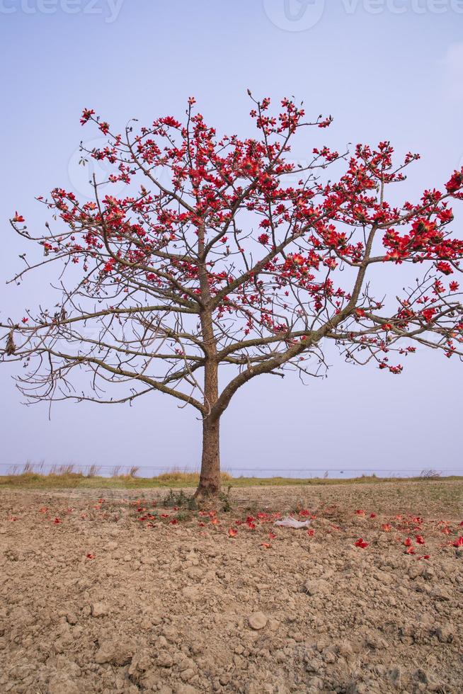 Flowers of Bombax ceiba tree on the blue sky background photo