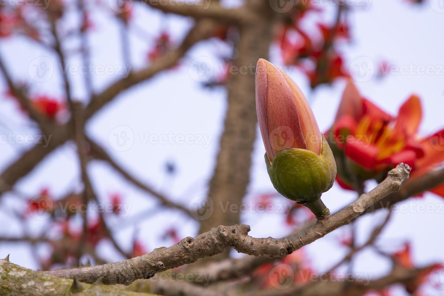 bombax brotes de un árbol con flores en un antecedentes de azul cielo foto