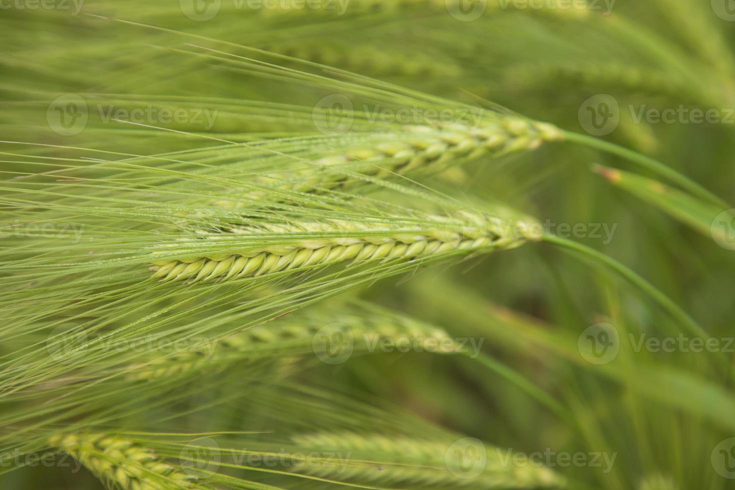 Winter Morning dew-wet Barley Spike in the harvest field. Selective Focus photo