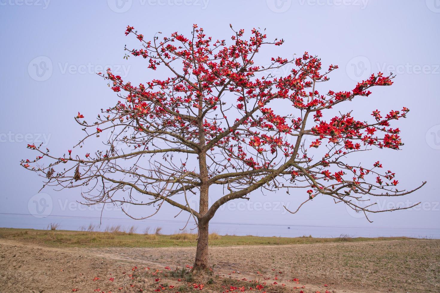 Flowers of Bombax ceiba tree on the blue sky background photo