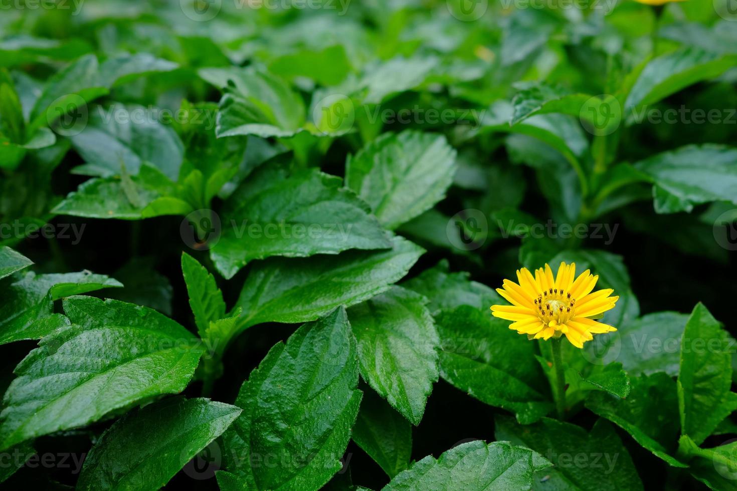 Close up Sphagneticola Trilobata or Singapore Daisy in the Garden. photo