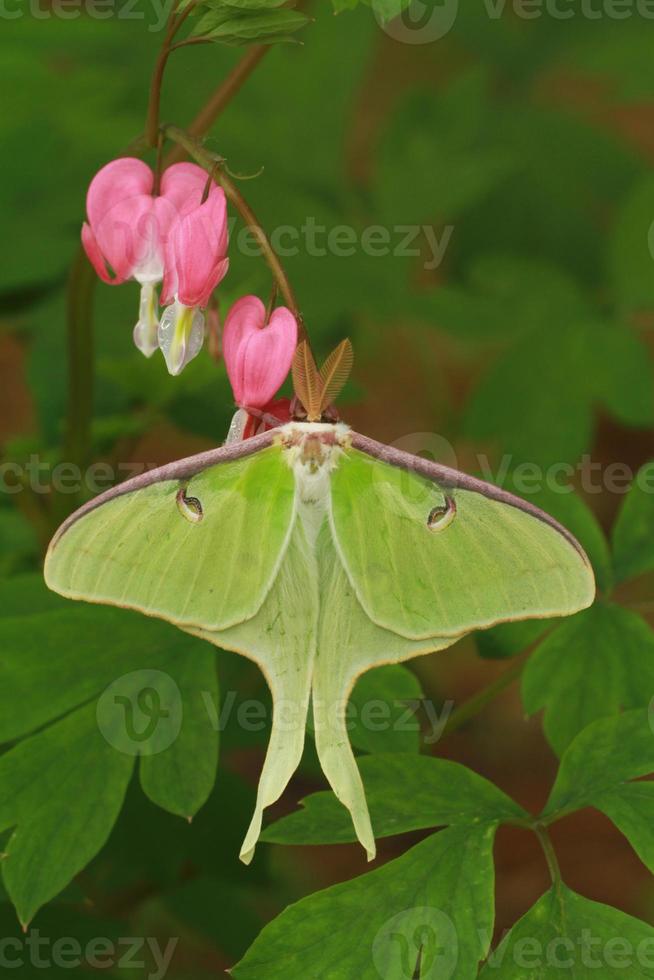 luna moth on bleeding hearts photo