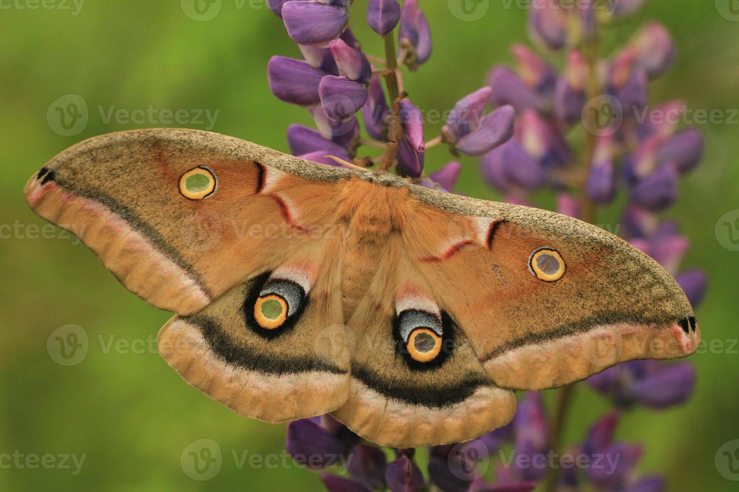 polyphemus moth on lupines photo