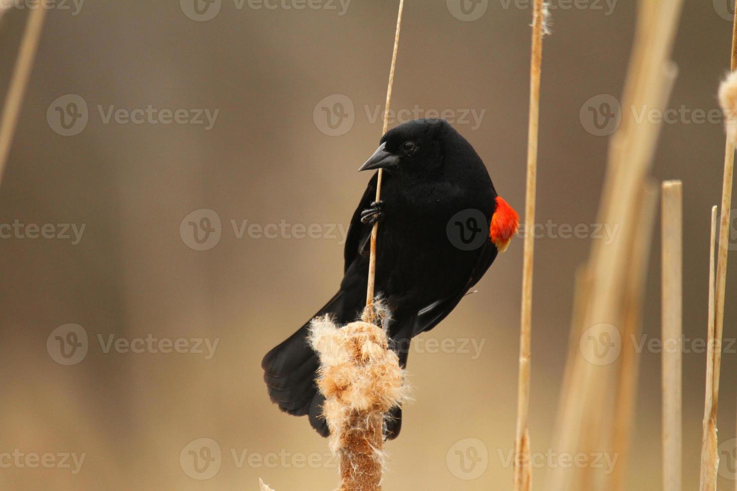 red winged blackbird in cattails photo