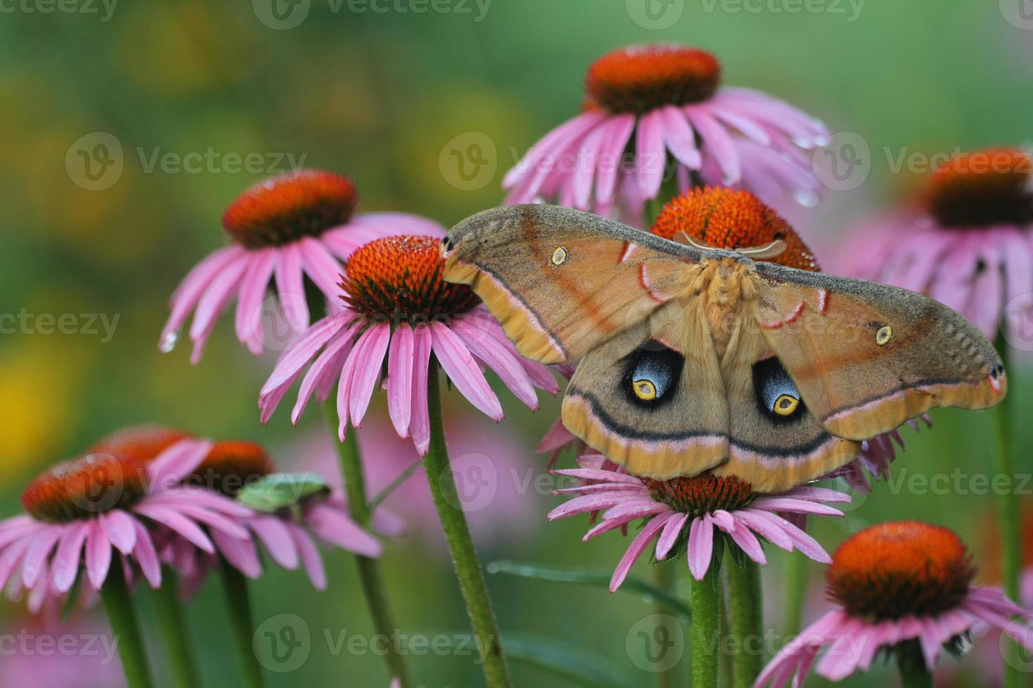 polyphemus moth on purple coneflowers photo