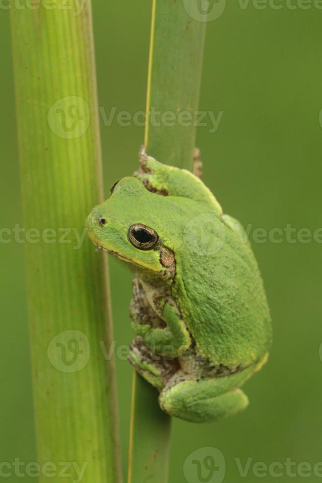 gray treefrog on reed photo