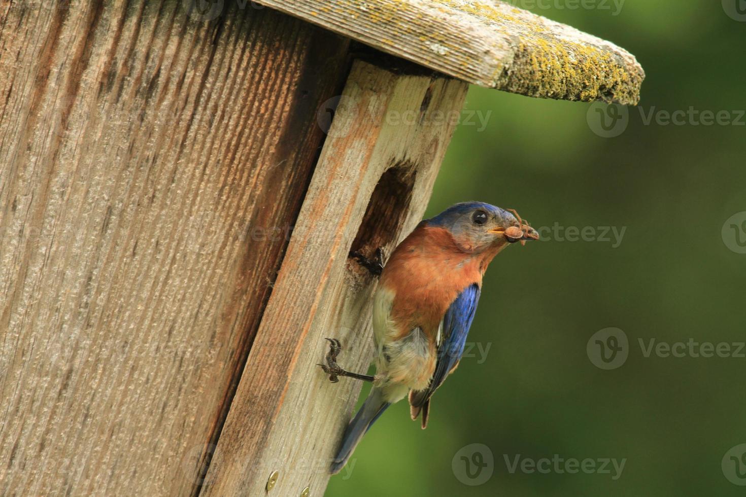 bluebird feeding babies photo