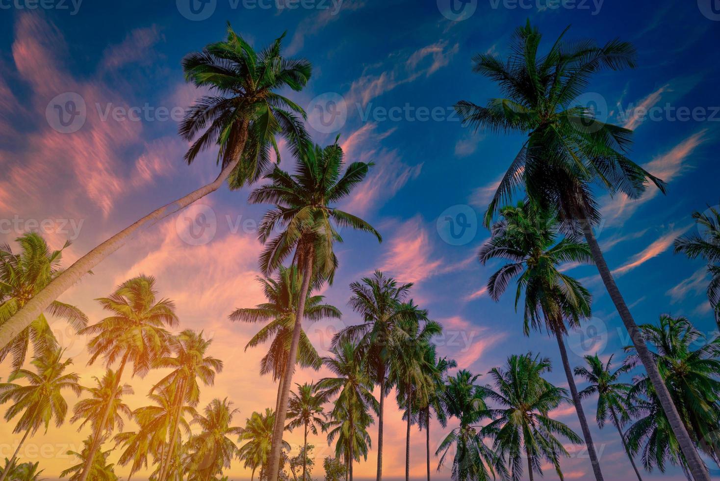 Coconut palm trees on beach and blue sky with cloud background. photo