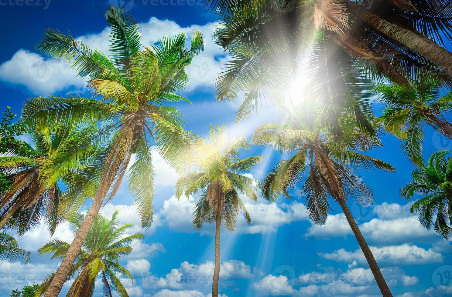 Coconut plam tree with sunlight on blue sky background photo