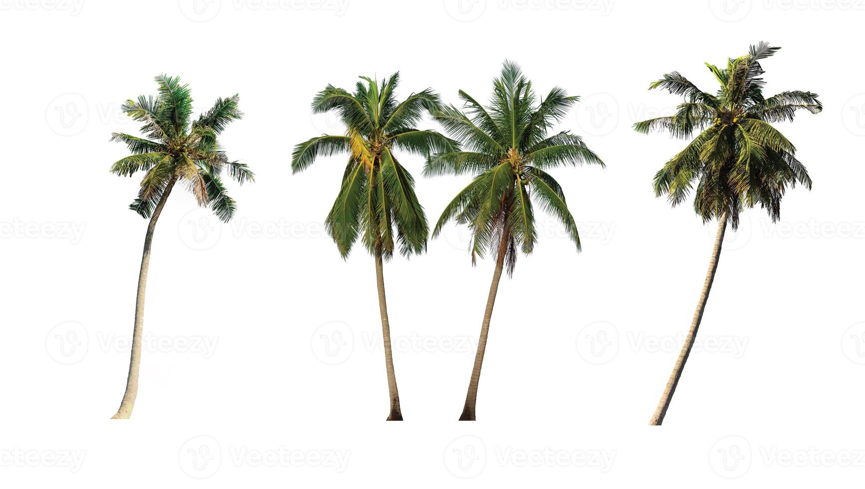 Coconut palm trees isolated on white background. Included clipping path. photo