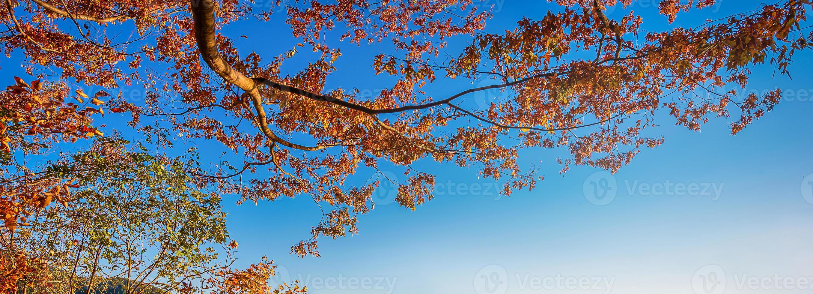 otoño rojo y amarillo japonés arce hoja en azul cielo en jardín con luz de sol. foto