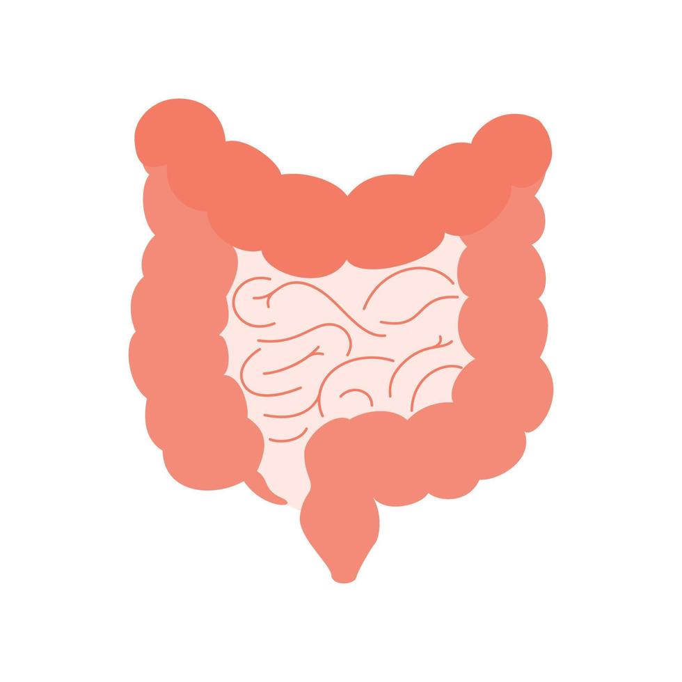 Human intestine organ, anatomy, medicine concept, healthcare. Digestive internal organ. Vector illustration. Internal organs design element.