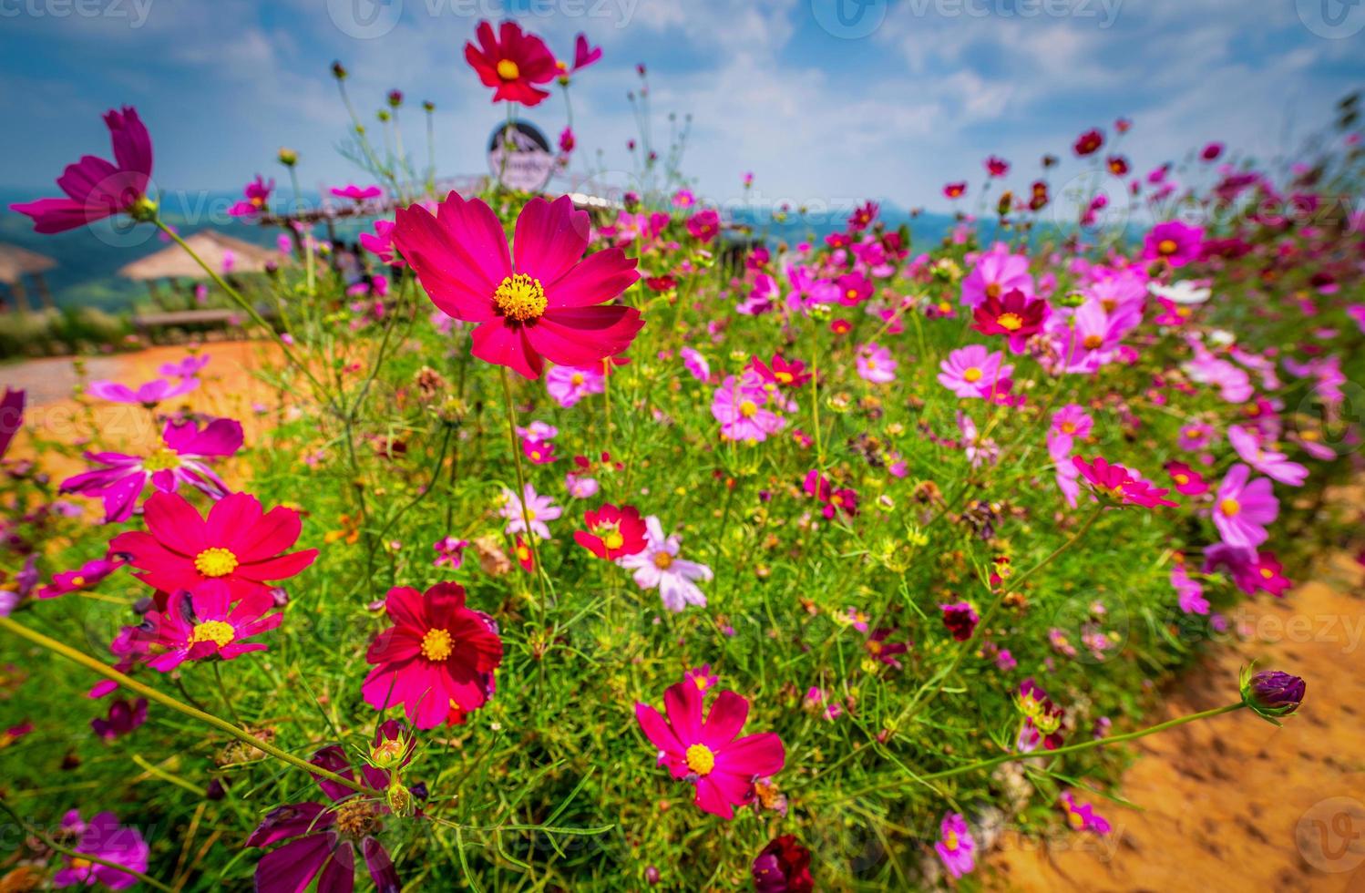 Cosmos flowers in the garden with sunlight. photo