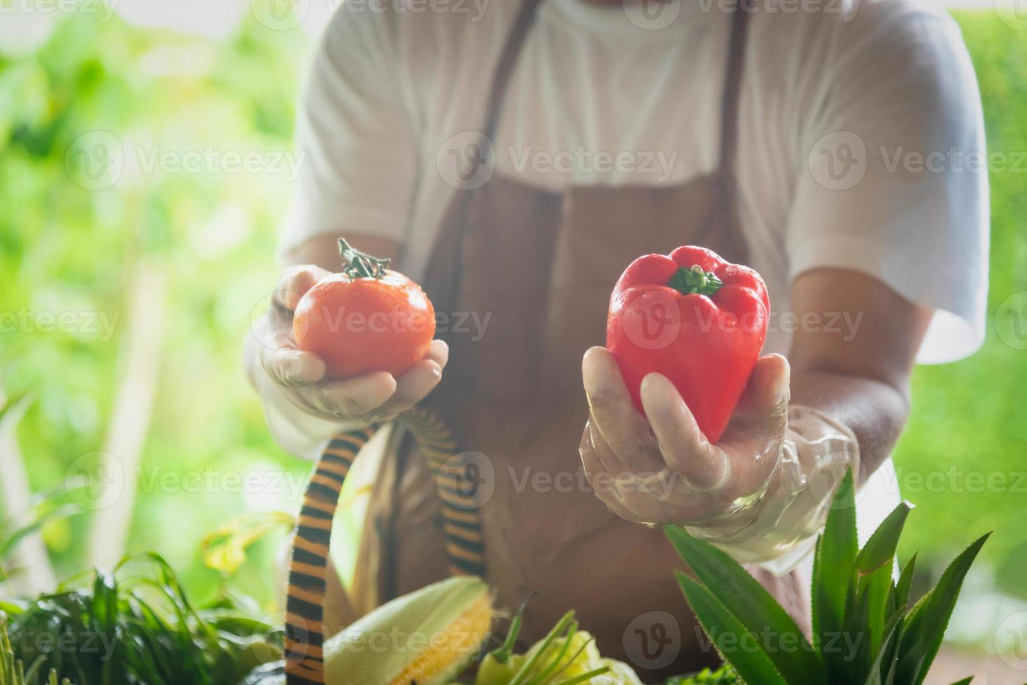 Farmer standing in the farm and selecting vegetables for sale. Selective focusf photo