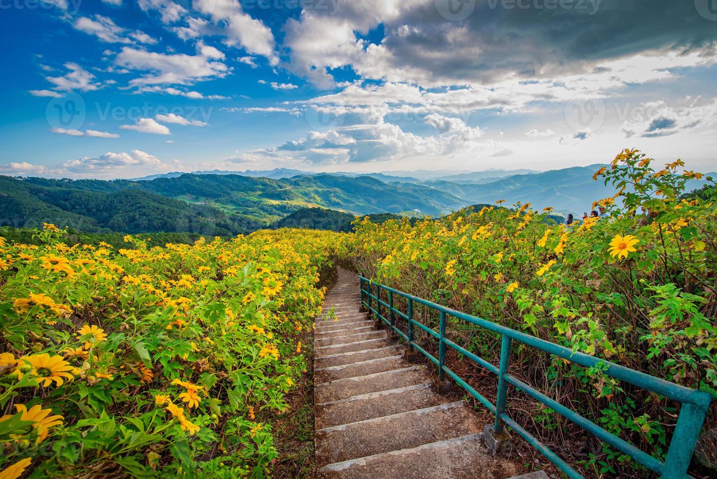 Mexican sunflower on blue sky at daytime in Mae Hong Son Province, Thailand. photo