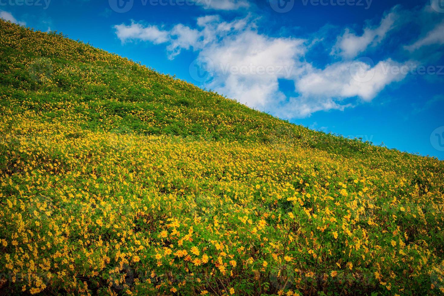 Mexican sunflower on blue sky at daytime in Mae Hong Son Province, Thailand. photo