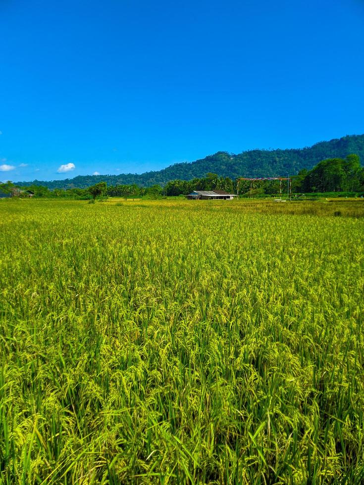 Landscape of wheat field farm field and blue sky. photo
