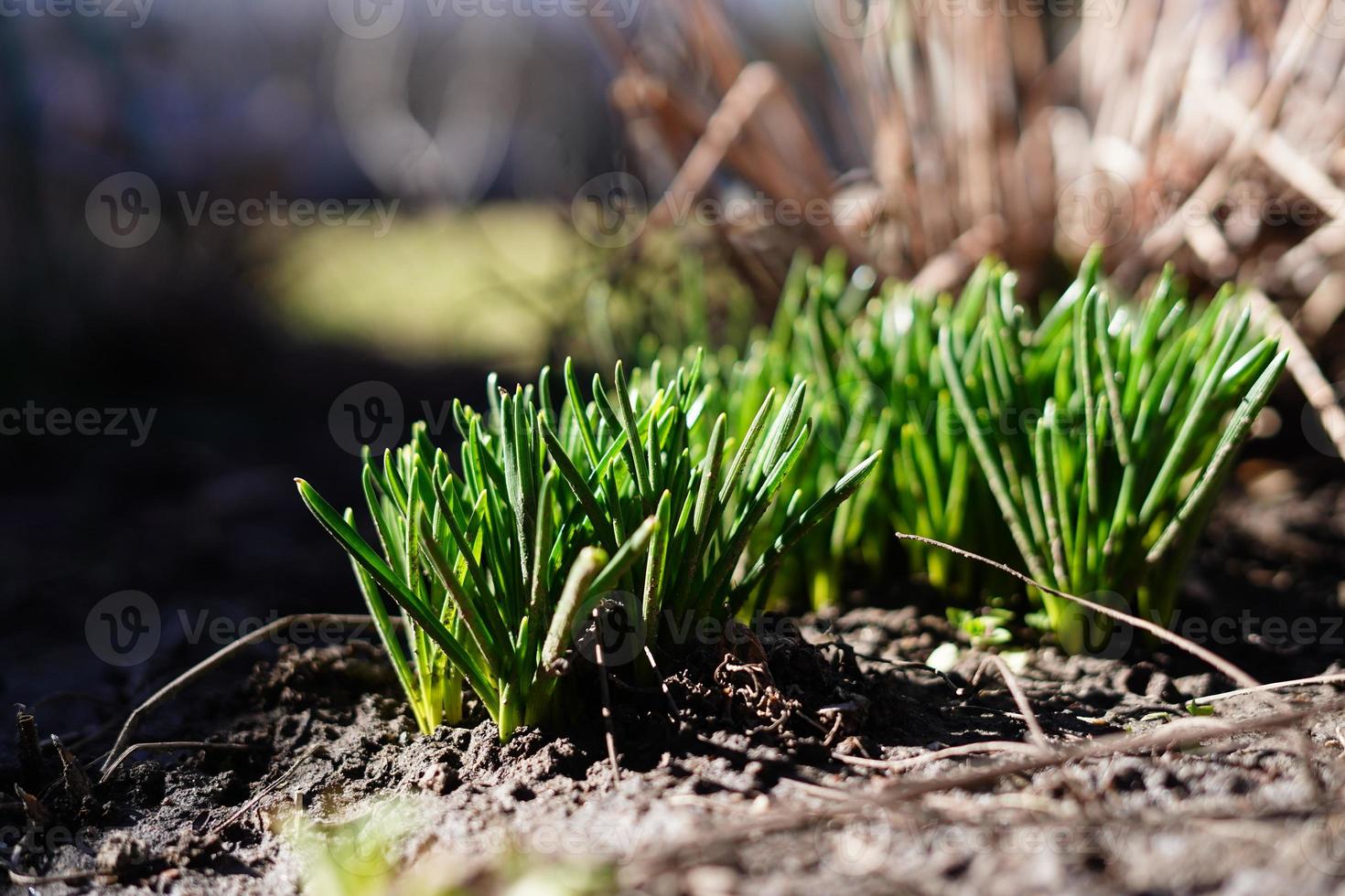 The First, Spring sprouts of Green Grass, on a warm sunny day, after a cold winter. Beauty in Nature. Close up. Copy space photo