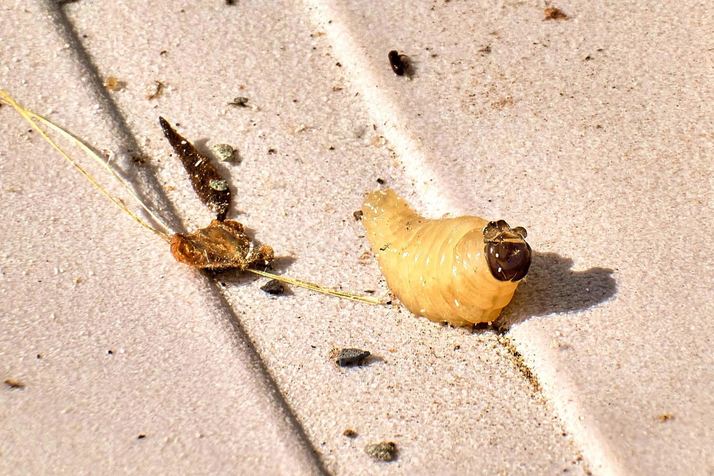 Weevil larvae on a chair in sunlight photo