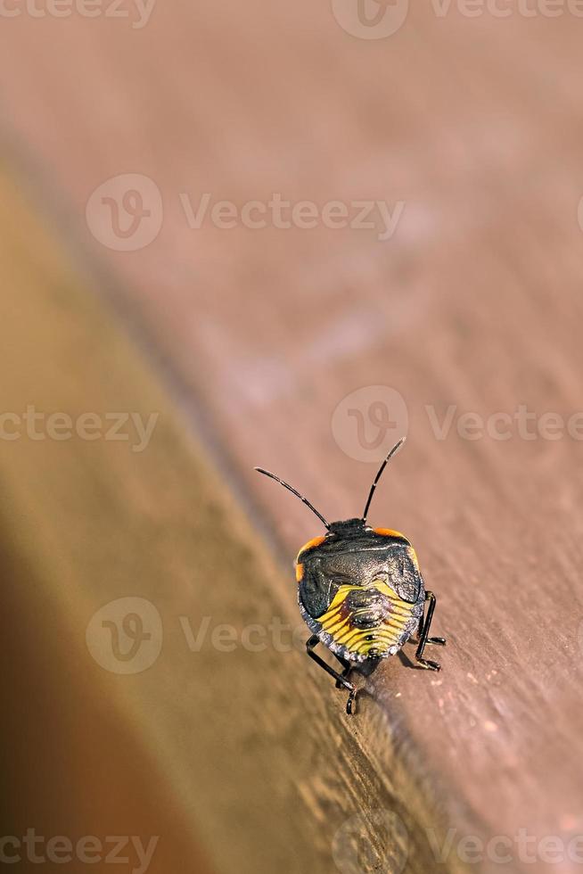 Green stink bug nymph crawling on a wood rail displaying it's colors photo