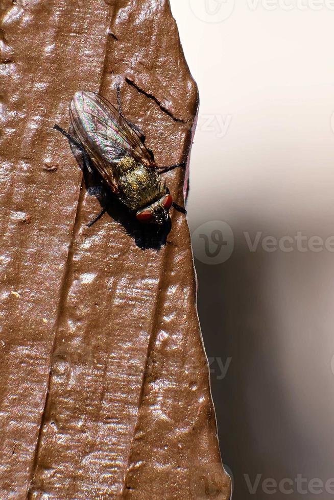 Cluster fly basks in the morning sunlight on a brown fence post photo