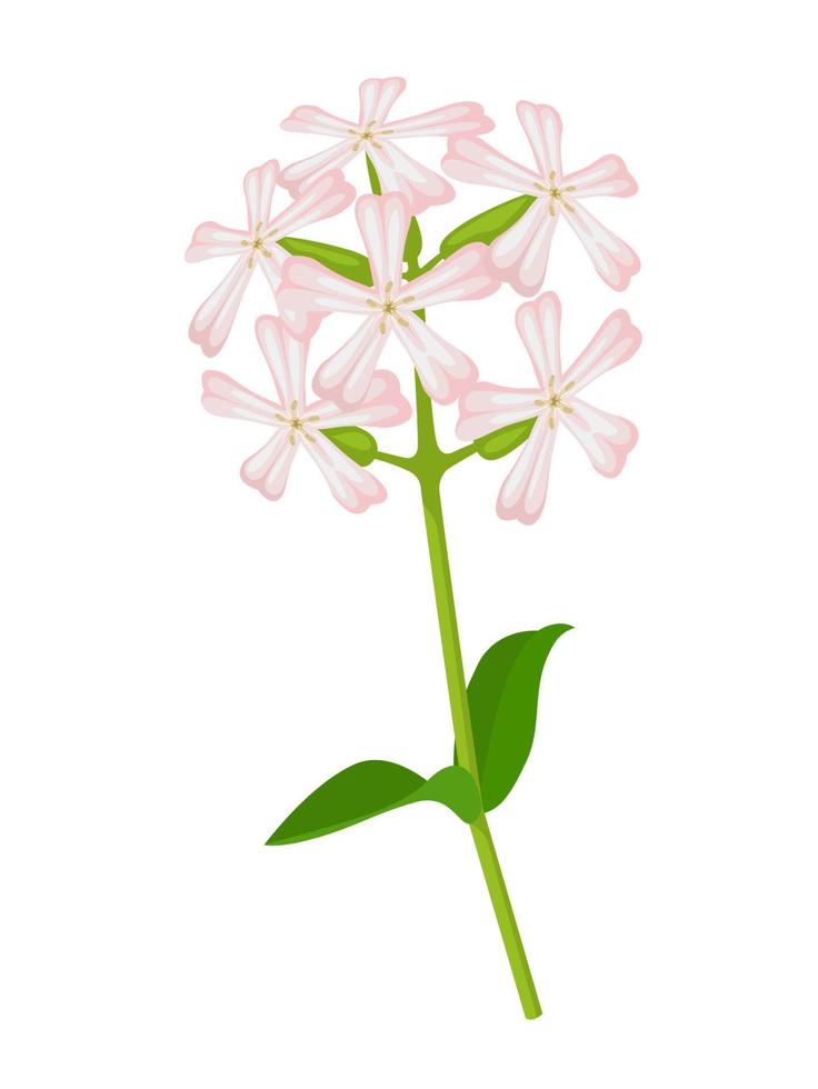 vector ilustración, común jaboncillo o rebote apuesta, científico nombre saponaria officinalis, aislado en blanco antecedentes.