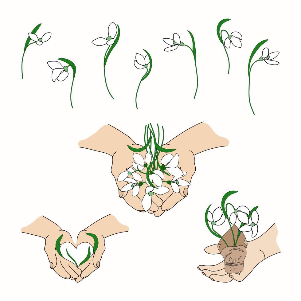 Set of snowdrops. Vector illustration. Flowers in hands. First spring flowers. Heart like snowdrops.
