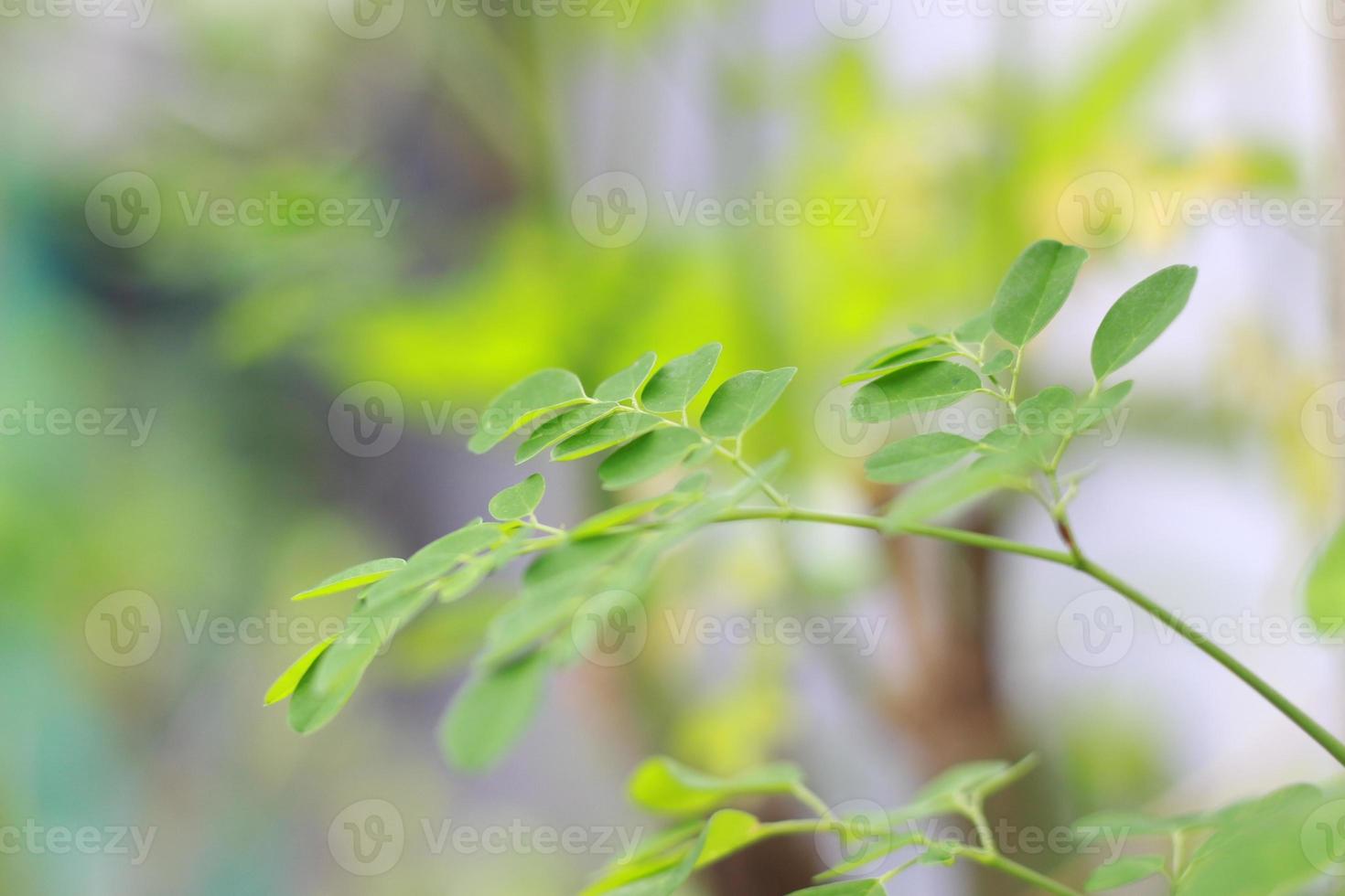 a close up of the Moringa tree plant photo