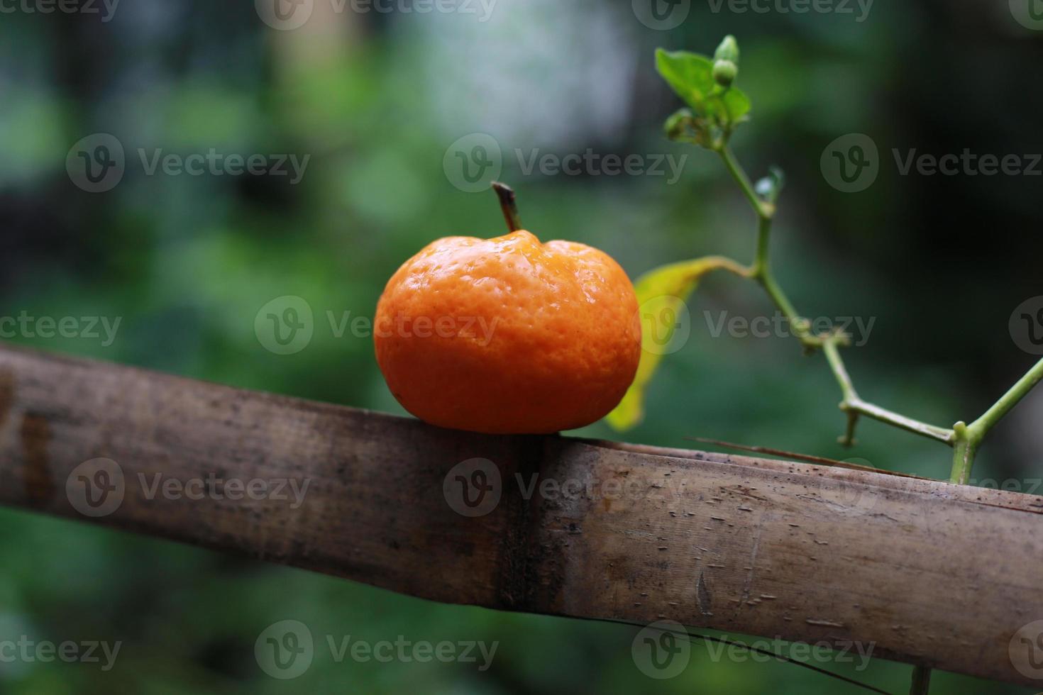 a close up of mini citrus fruits placed on bamboo sticks with trees in the background. fruit photo concept.