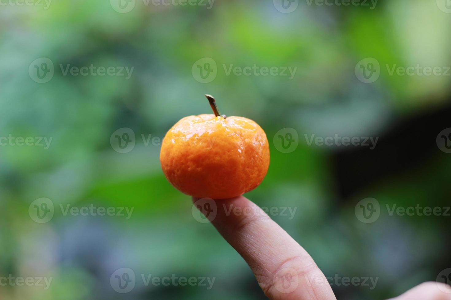a close up of mini citrus fruits placed on fingertips with trees in the background. fruit photo concept.