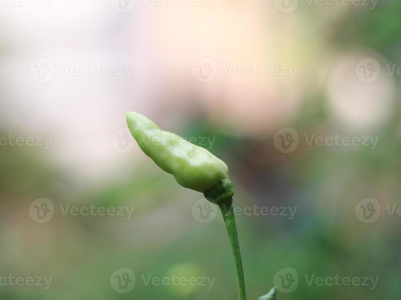 un cerca arriba de chiles todavía en el árbol foto