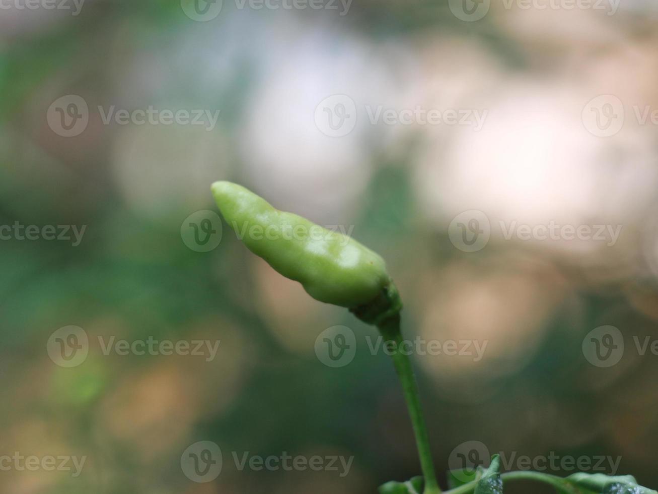 un cerca arriba de chiles todavía en el árbol foto