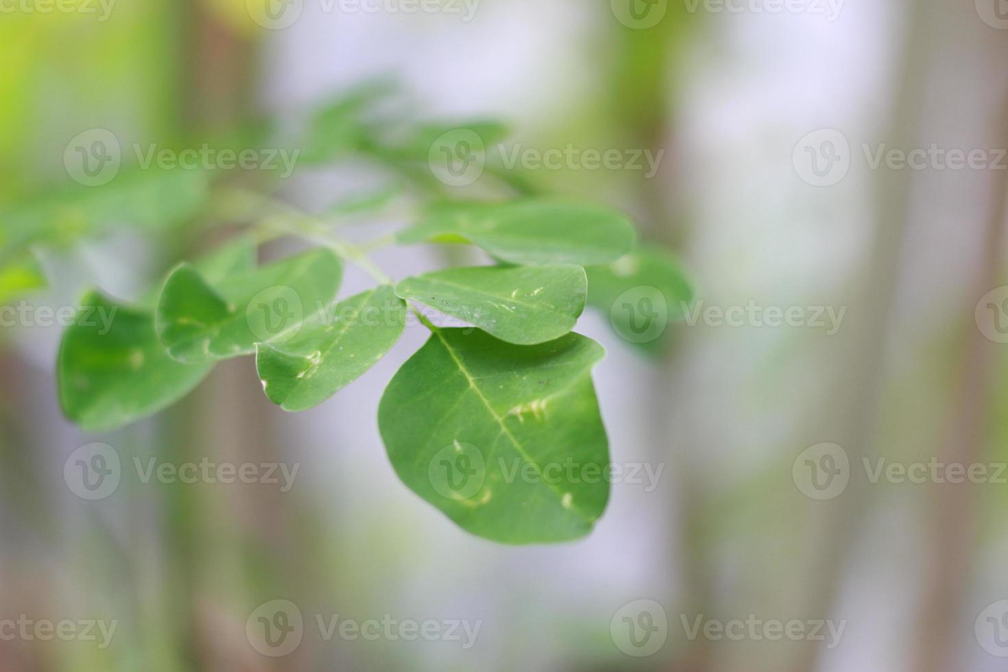 a close up of the Moringa tree plant photo