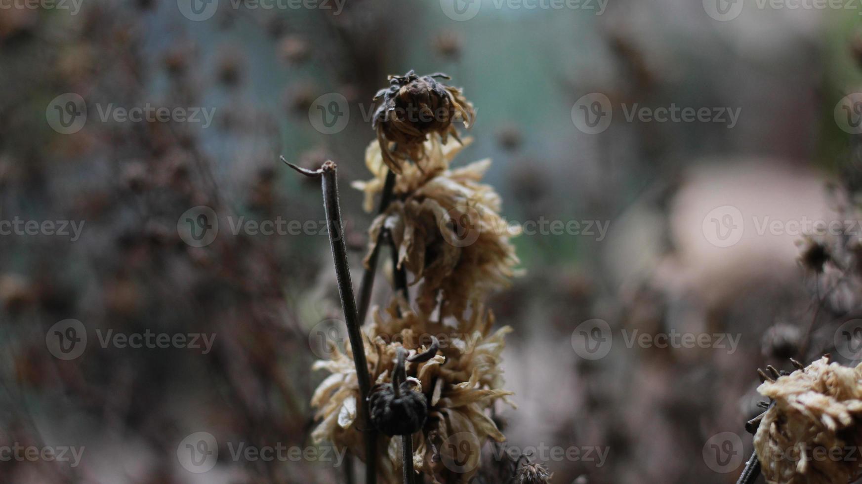 a close up of a dead plant photo