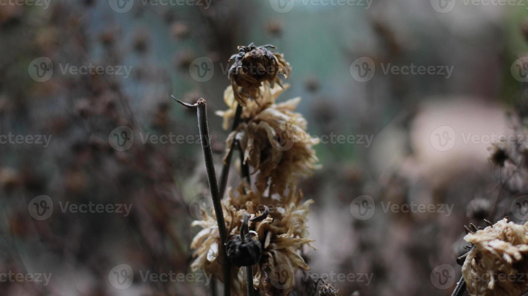 un cerca arriba de un muerto planta foto