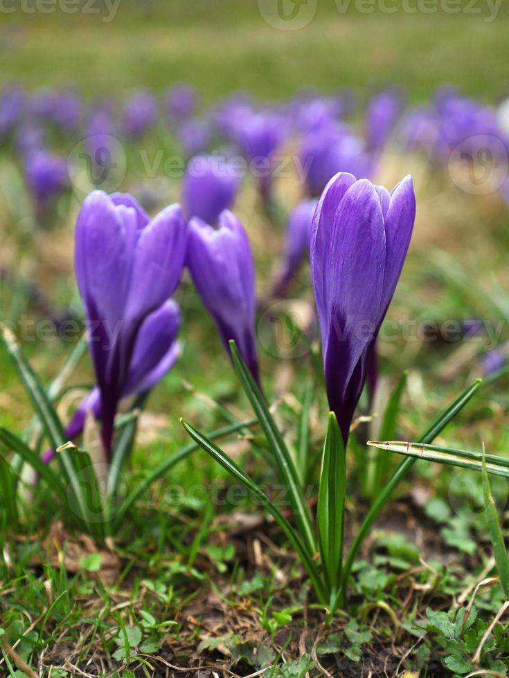 Violet very peri crocus flowers. Springtime natural outdoor vertical image background. Green meadow full of crocuses, close-up purple crocus. Crocus known as saffron. Early spring bulbous plant. photo