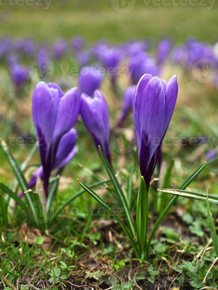 Violeta muy peri azafrán flores primavera natural al aire libre vertical imagen antecedentes. verde prado lleno de azafranes, de cerca púrpura azafrán. azafrán conocido como azafrán. temprano primavera bulboso planta. foto